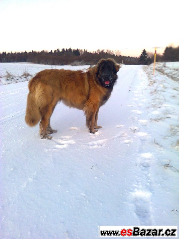 Leonberger s PP ke krytí – fotografie 1
