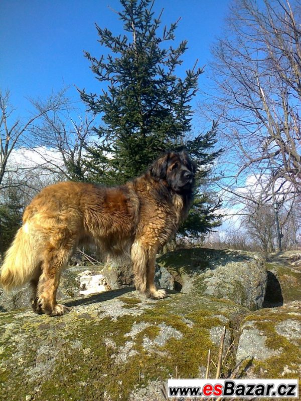 Leonberger s PP ke krytí – fotografie 2