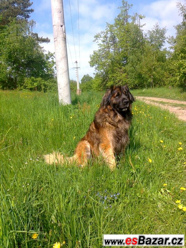 Leonberger s PP ke krytí – fotografie 3