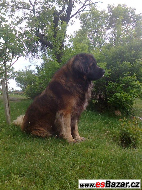 Leonberger s PP ke krytí – fotografie 4