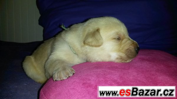 Labrador - štěňata – fotografie 2