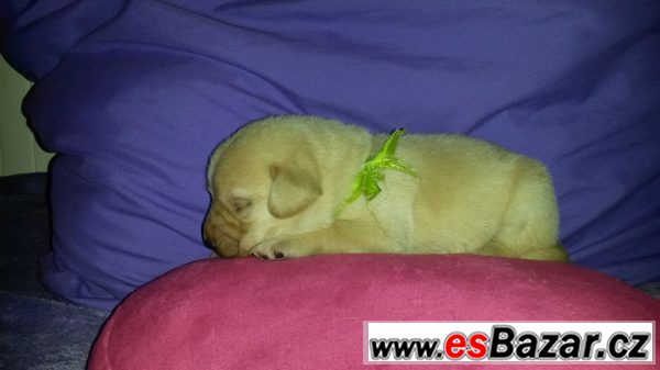 Labrador - štěňata – fotografie 3