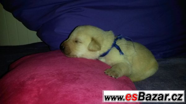 Labrador - štěňata – fotografie 4
