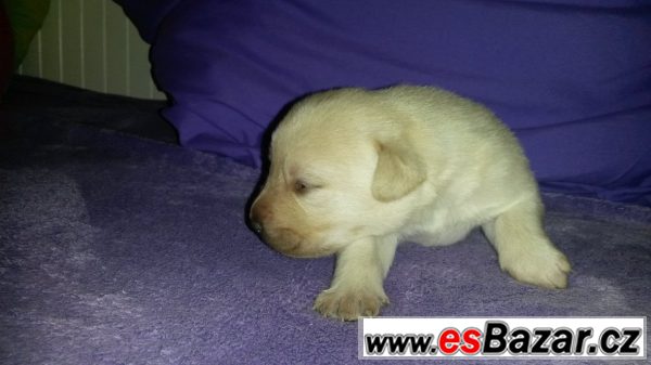 Labrador - štěňata – fotografie 6