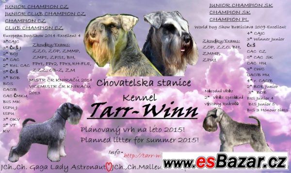 Malý knírač P+S s PP ChS. Tarr-Winn – fotografie 1