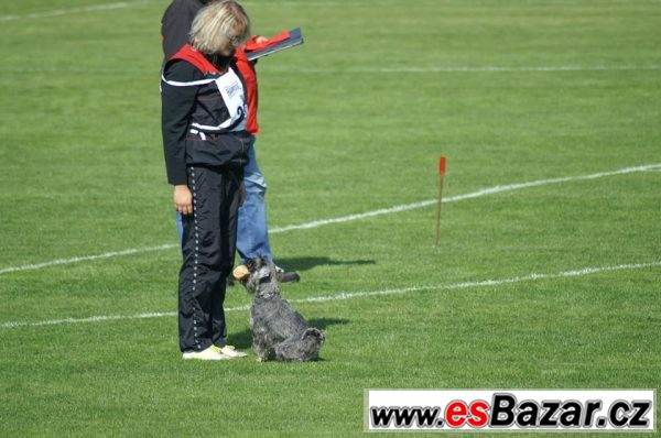 Malý knírač P+S s PP ChS. Tarr-Winn – fotografie 3