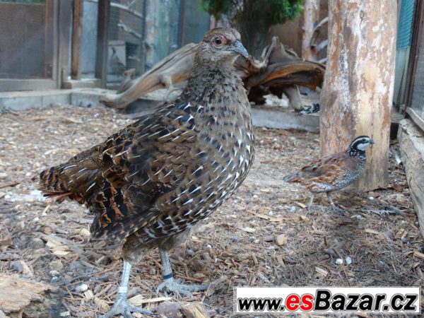 Prodám bažanty a další  – fotografie 4