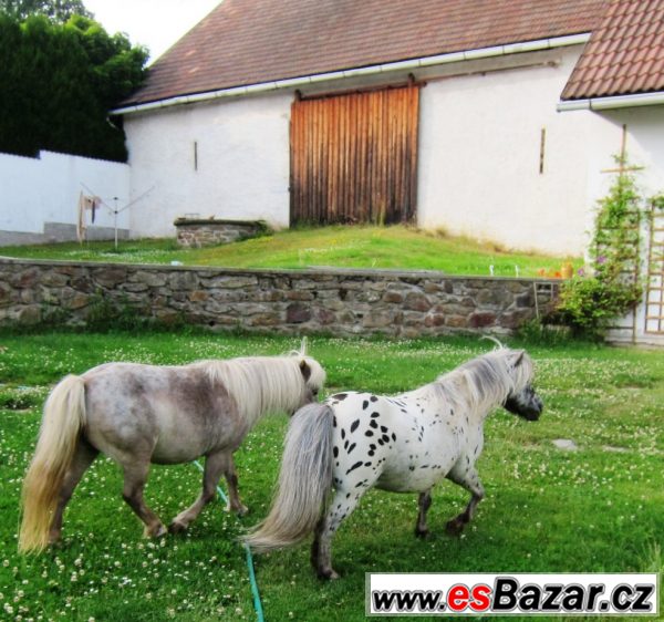 Miniaturní kůň – fotografie 1