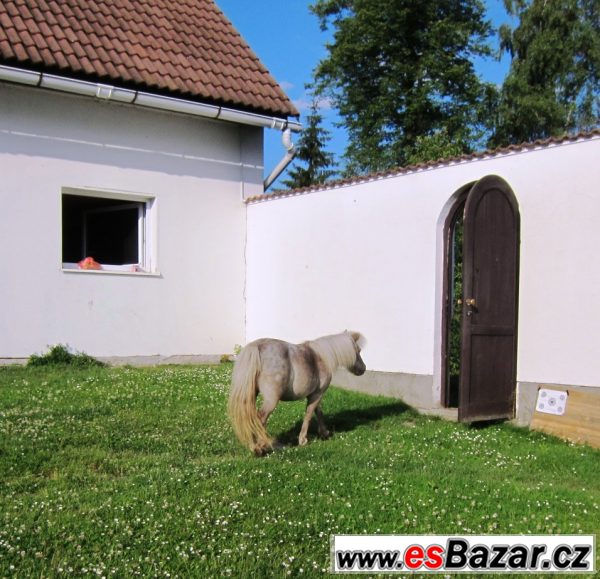 Miniaturní kůň – fotografie 2