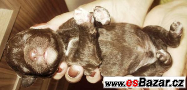 Lagotto Romagnolo s FCI rodokmenem – fotografie 4