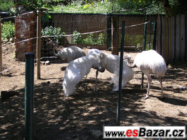 Nandu pampový (Rhea americana) bílý – fotografie 4