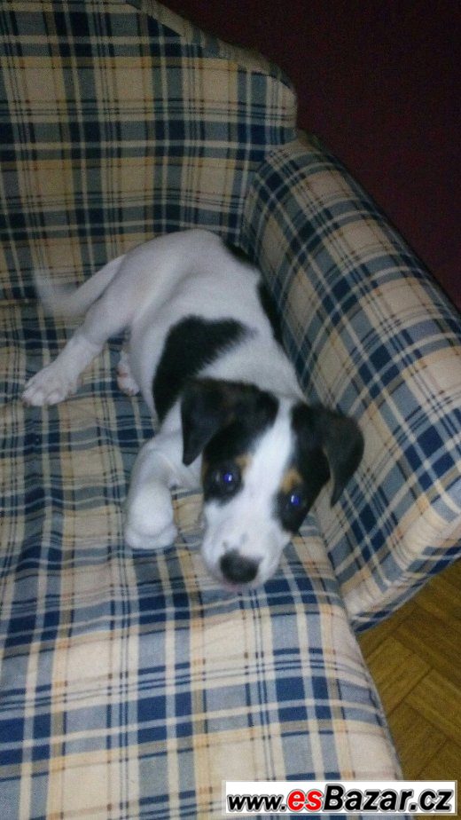 Štěňata Jack Russell terier(parson) – fotografie 2