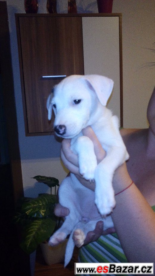 Štěňata Jack Russell terier(parson) – fotografie 3