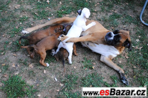 Německý Boxer - 4 fenky – fotografie 1