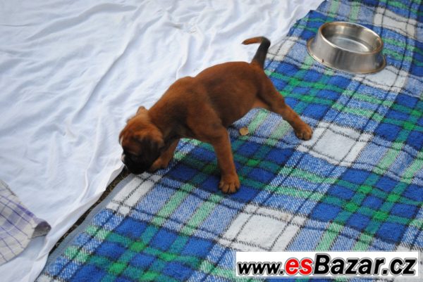 Německý Boxer - 4 fenky – fotografie 3