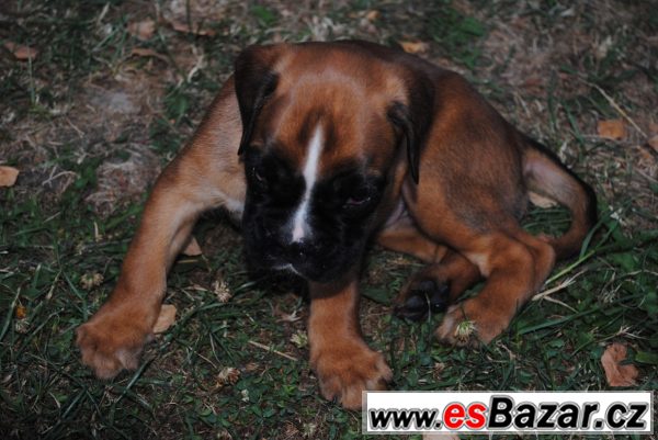 Německý Boxer - 4 fenky – fotografie 6