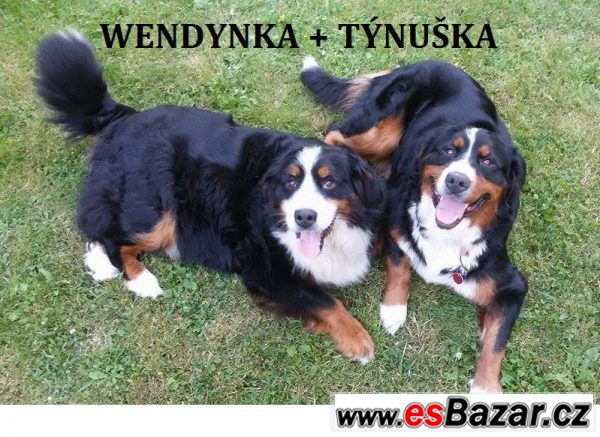 TÝNUŠKA - Bernský salašnický pes  – fotografie 1