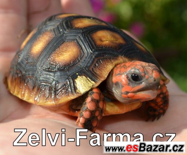 SUCHOZEMSKÉ ŽELVY UHLÍŘSKÉ – odchov – fotografie 1