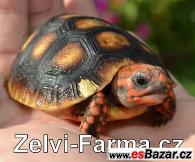 SUCHOZEMSKÉ ŽELVY UHLÍŘSKÉ – odchov