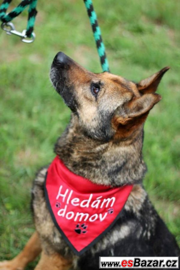 Přátelská Bazinka hledá domov! – fotografie 5