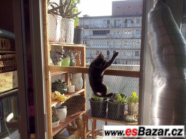NABÍZÍM EXOTICKÁ KOŤATA – fotografie 4