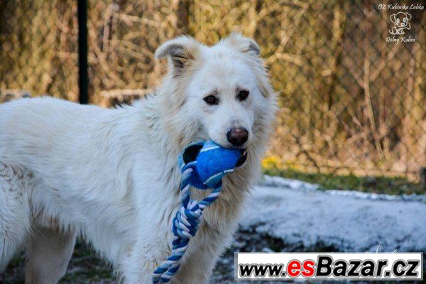 MIŠO - Čuvač x - pes – fotografie 2
