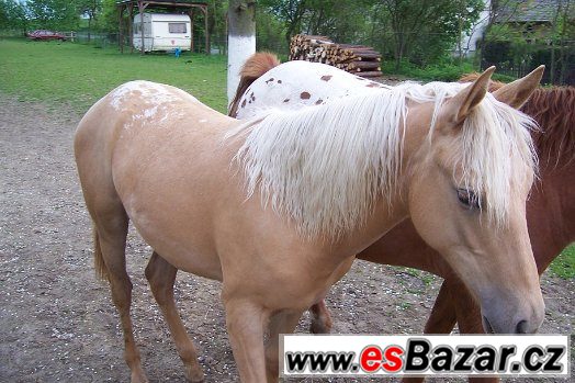 KLISNA APALOOSA - 1 rok – fotografie 5