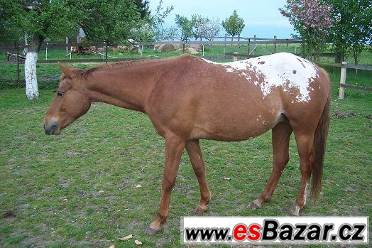 APALOOSA  - 6 let – fotografie 2