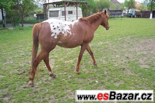 APALOOSA  - 6 let – fotografie 3