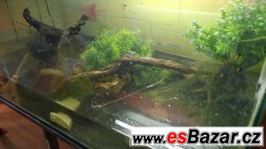 VELKÉ AVARIUM TERARARIUM – fotografie 2