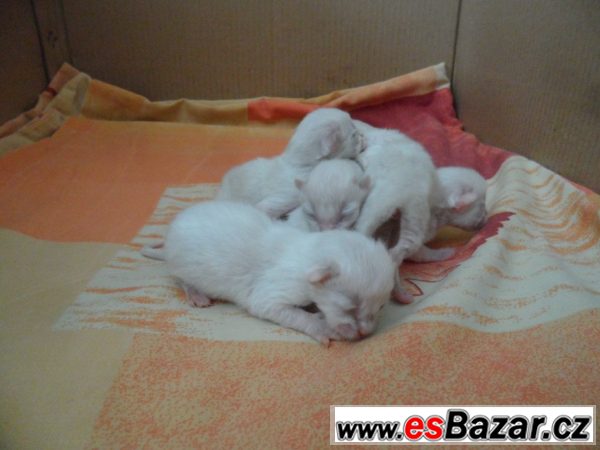 Ragdoll koťata – fotografie 1