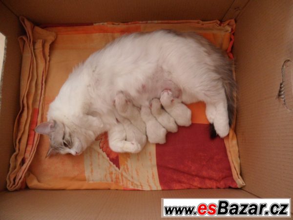 Ragdoll koťata – fotografie 2