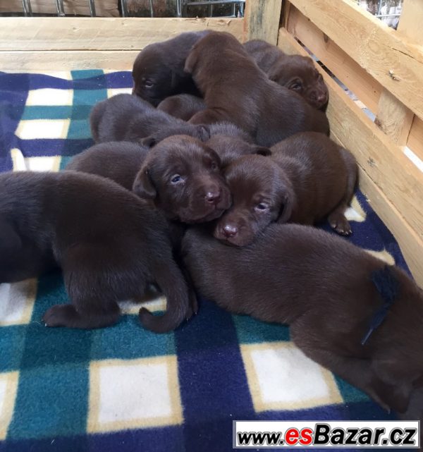 Štěňátka - hnědý labrador – fotografie 1