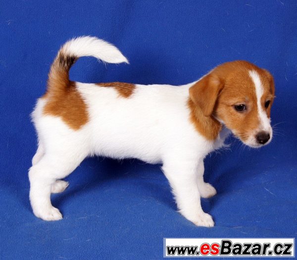 Parson Jack Russell teriér – fotografie 1