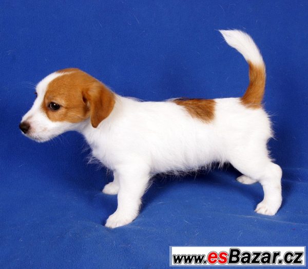 Parson Jack Russell teriér – fotografie 2