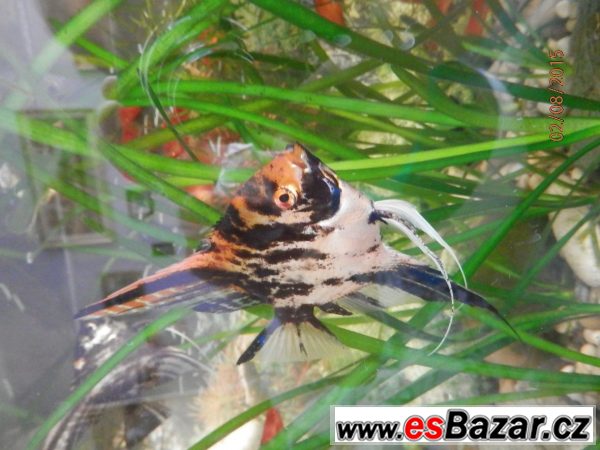Pterophyllum Scallare Marmor Gold – fotografie 2