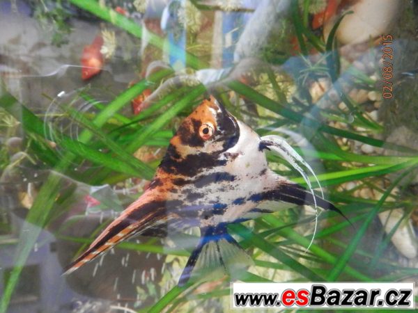 Pterophyllum Scallare Marmor Gold – fotografie 3