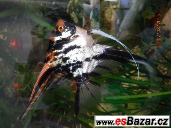 Pterophyllum Scallare Marmor Gold – fotografie 4