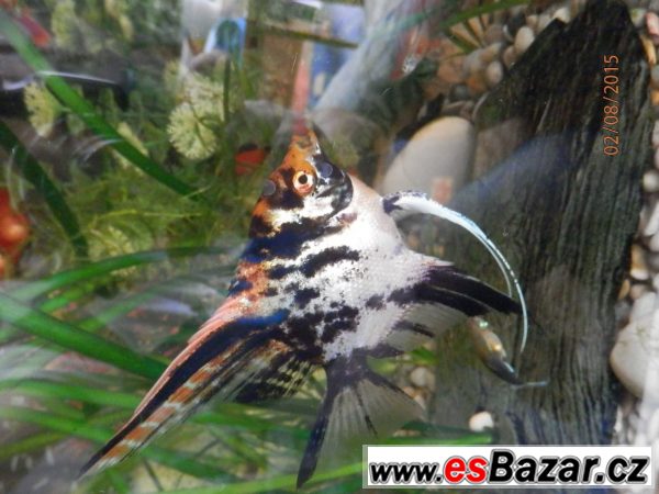 Pterophyllum Scallare Marmor Gold – fotografie 5