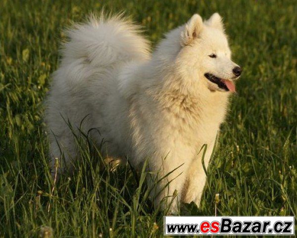 SNĚŽENKA - Samojed - fena – fotografie 1