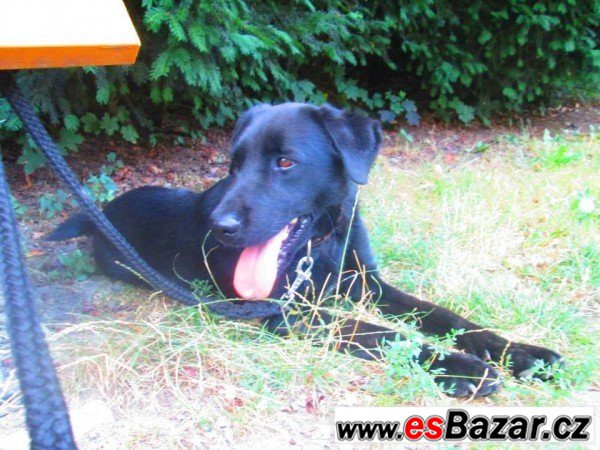 SMÍŠEK - Labradorský retrívr x – fotografie 4
