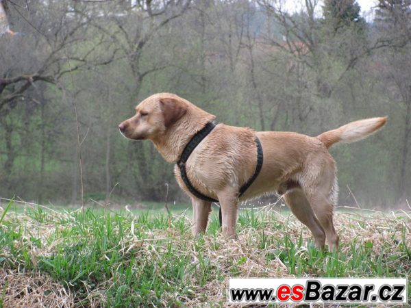 Nabízíme ke krytí labradora - psa – fotografie 1