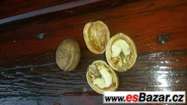 Ořechy vlašské prodej – fotografie 1