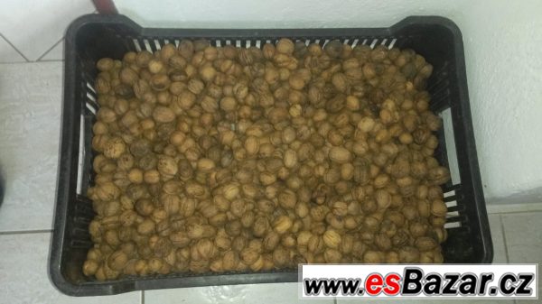 Ořechy vlašské prodej – fotografie 2