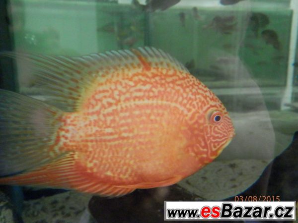 Malawi - Scallare - Corydoras – fotografie 6