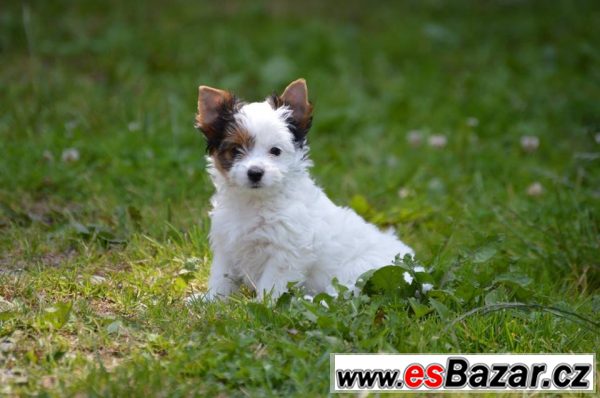 Prodej štěňat biewer – fotografie 3
