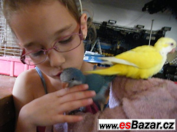 Nabízím ochočeného papouška – fotografie 3