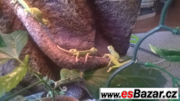 Prodej mladých chameleonů – fotografie 1