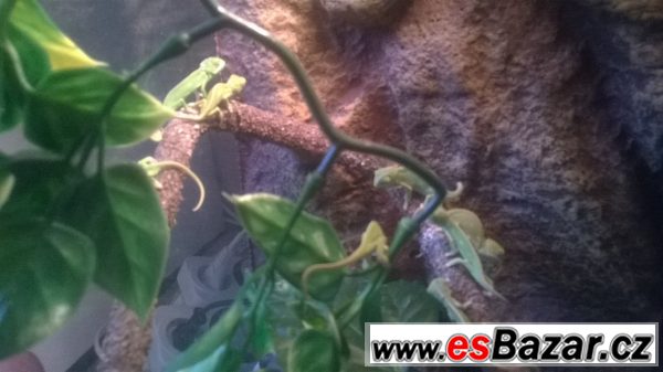 Prodej mladých chameleonů – fotografie 2