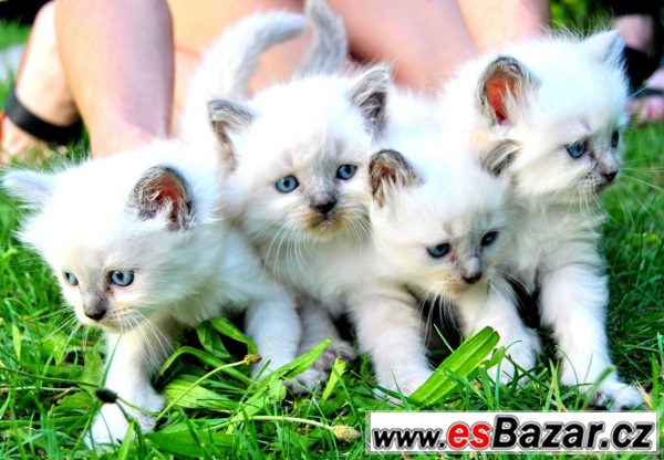 Kříženec Ragdoll + perská kočka – fotografie 1
